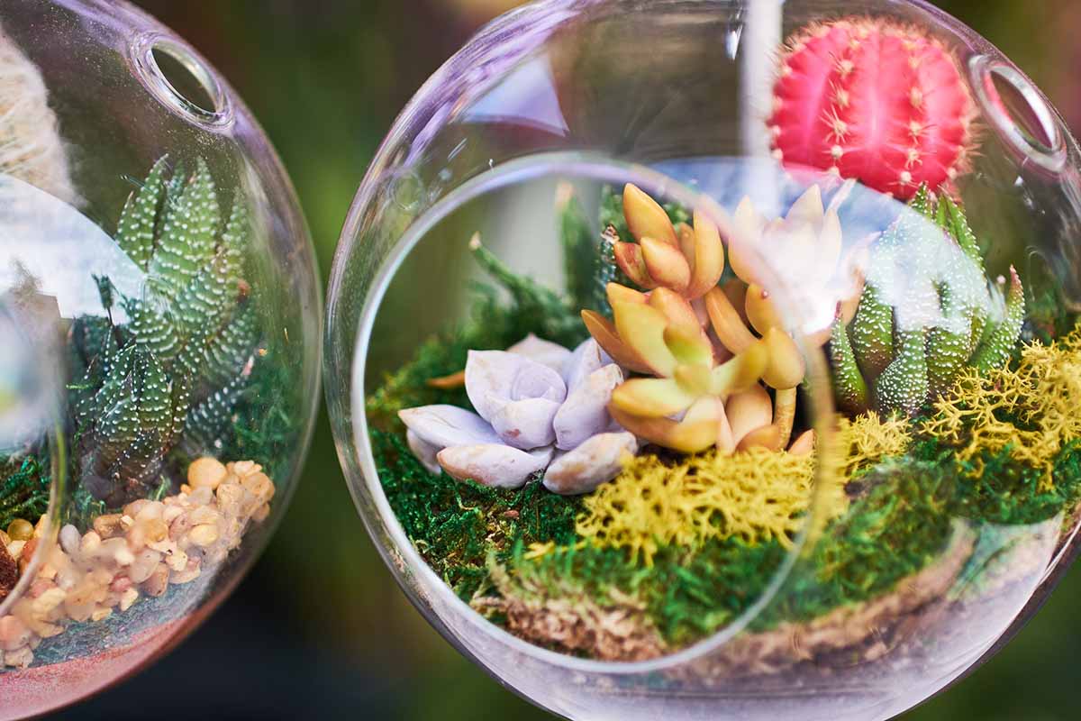 Glass globe terrariums with succulents and moss